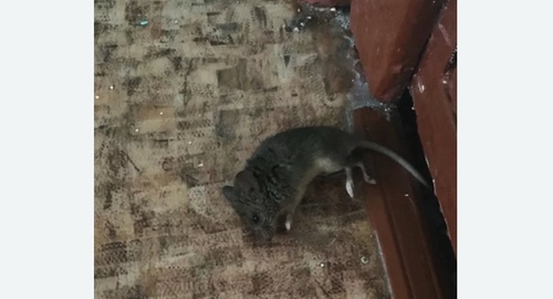 Дезинфекция от мышей в Барвихе